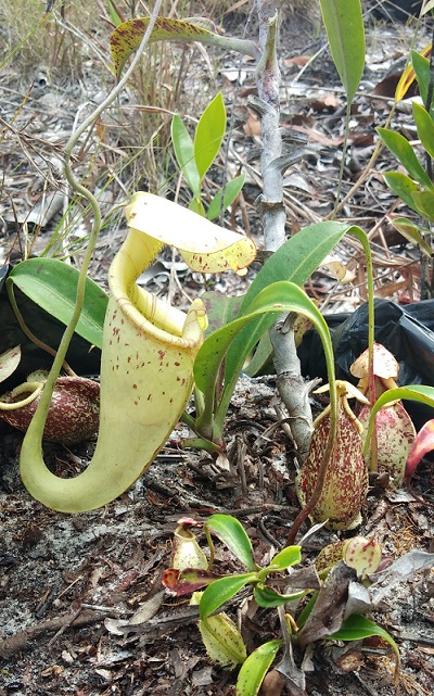 Nepenthes rafflesiana with its aerial and terrestrial pitchers.
