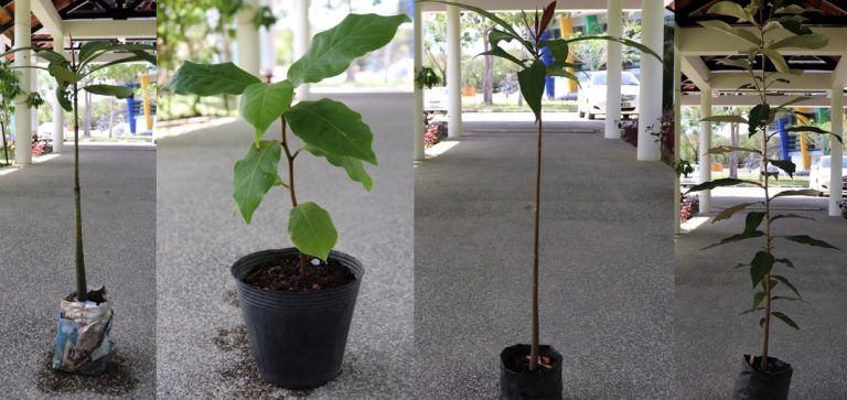 Seedlings and saplings donated by  Wetlands International Brunei.