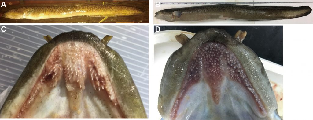Occurrence and ecological implication of a tropical anguillid eel ...