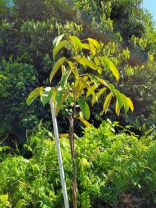 A picture taken on the 6th month census of a healthy sapling of Shorea albida from the first cohort planted during the start of the project in March 2021.