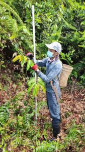 Fellow team member form SMART counting live leaves of Shorea albida saplings planted on site.