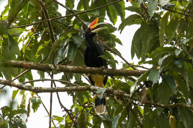 Rhinoceros hornbill