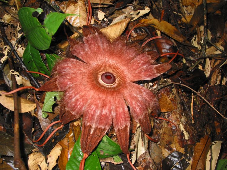 Rhizanthes - parasitic flower