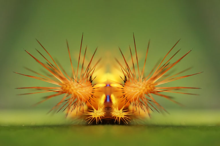 Setora - caterpillar