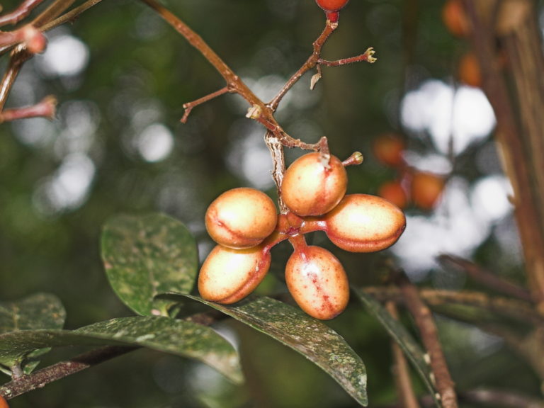 Tongkat ali - medicinal plant