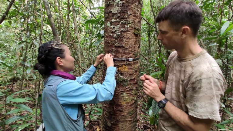 Dr Rene Dommain and Sylvia Tan from NTU installing dendrometers on an Agathis bornensis tree in the Badas heath forest.